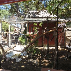 Mongoose Lemur Exhibit