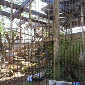 Spider Monkey Exhibit