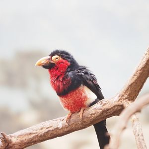Bearded Barbet 1