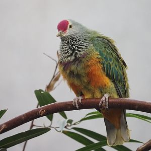 Beautiful Fruit-Dove