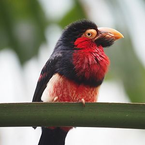 Bearded Barbet 2