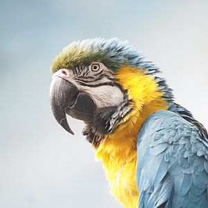 Blue-and-Gold Macaw