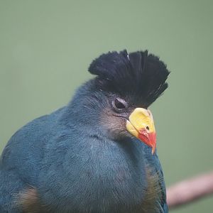 Great Blue Turaco