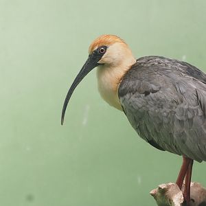 Black-Faced Ibis