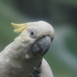 Sulphur-Crested Cockatoo