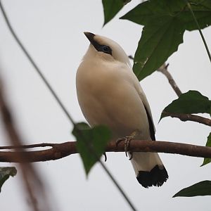 Bali Mynah