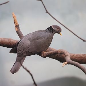 Band-Tailed Pigeon