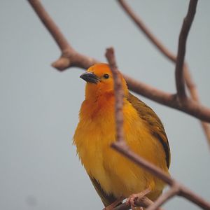 Taveta Golden Weaver