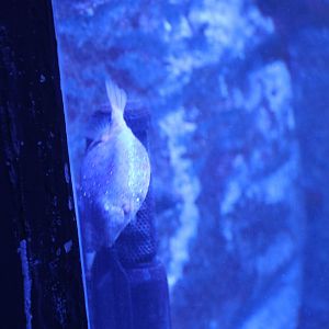 Trunkfish ID? - Sydney Zoo