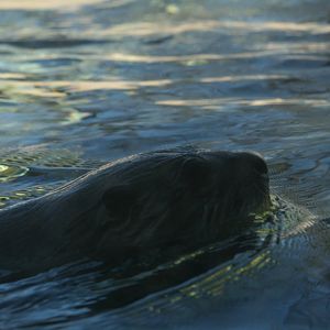 North American River Otter 'Sailor'