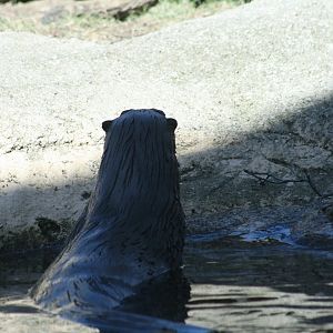 North American River Otter "Sailor'