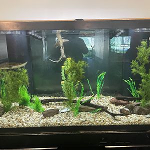 Juvenile Lake Sturgeon Tank