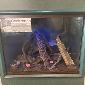 Madagascar Hissing Cockroach Tank