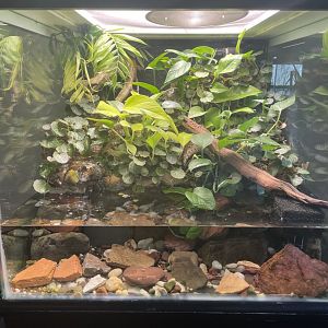 Panamanian Golden Frog Tank