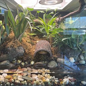 Blue Poison Dart & Yellow Banded Poison Dart Frogs