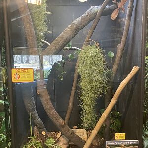 Henkel's Leaf Tailed Gecko Enclosure