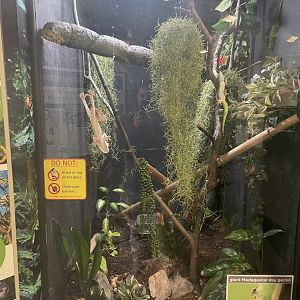 Giant Day Gecko (and more leaf tailed geckos) Enclosure