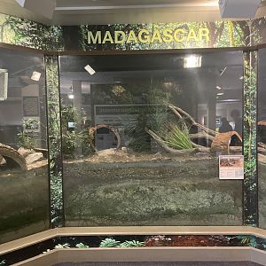 Dumeril's Ground Boa Enclosure