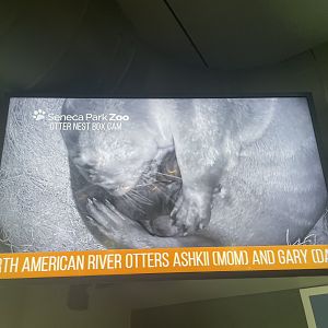 Ashkii Grooming Her Pups