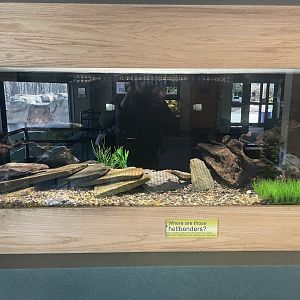 Eastern Hellbender Tank