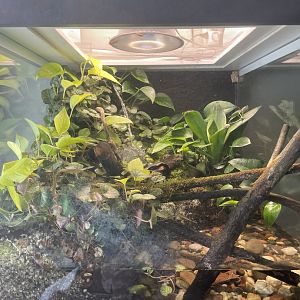 Bornean Eared Frog Tank