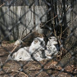 Timber Wolves 'Timber' Front 'Willow' Back