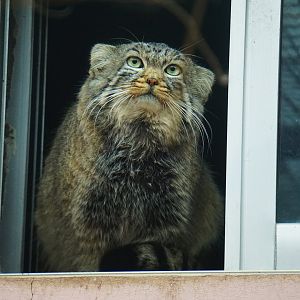The deceased Pallas's cat 'Sun Shangxiang'