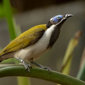Blue-faced honeyeater : Cotswold WP : 14 Mar 2025