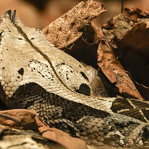 Western Gaboon viper : Cotswold WP : 14 Mar 2025