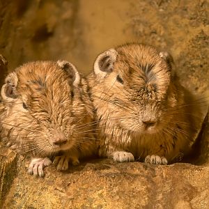 Common gundi : Cotswold WP : 14 Mar 2025