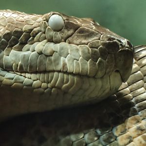 Green anaconda : Cotswold WP : 14 Mar 2025