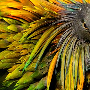 Nicobar pigeon : Cotswold WP : 14 Mar 2025