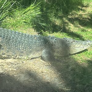 Estuarine Crocodile