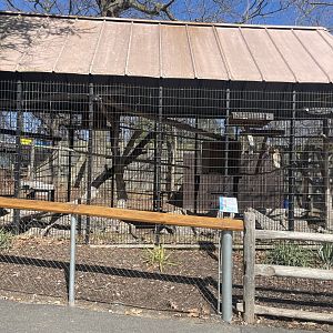 Red Tailed Hawk Cage