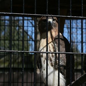 Red Tailed Hawk 'Tony'