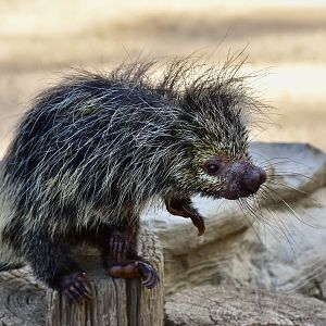 Black-Tailed Hairy Dwarf Porcupine (Coendou melanurus) - "Stabitha"