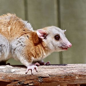 Derby's Woolly Opossum (Caluromys derbianus)