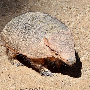 Large Hairy Armadillo (Chaetophractus villosus)