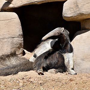Giant Anteater (Myrmecophaga tridactyla) in a sassy pose