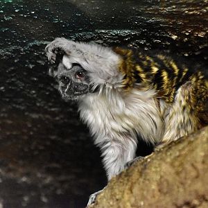 Geoffroy's Tamarin (Saguinus geoffroyi)