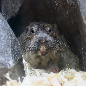 Botta's Pocket Gopher (Thomomys bottae)