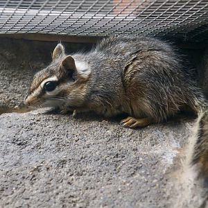 Cliff Chipmunk (Neotamias dorsalis)