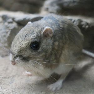 Banner-Tailed Kangaroo Rat (Dipodomys spectabilis)