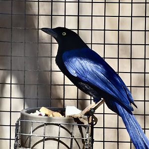 Purplish-Backed Jay (Cyanocorax beecheii)