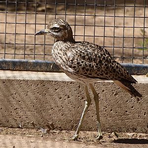 Spotted Thick-Knee (Burhinus capensis)