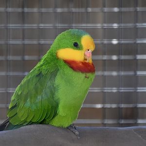 Superb Parrot (Polytelis swainsonii)