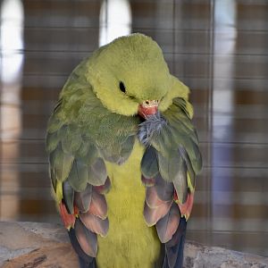 Regent Parrot (Polytelis anthopeplus)