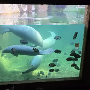 Manatees