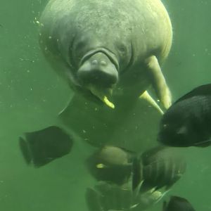 Manatee