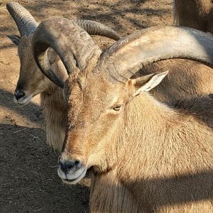 Libyan barbary sheep